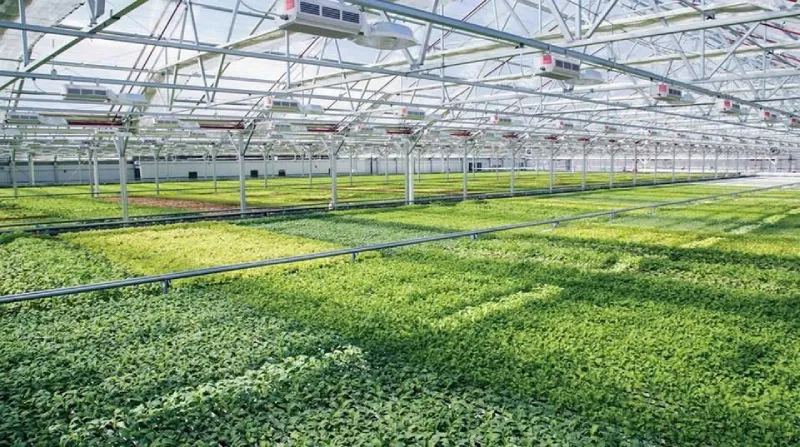 Nên chọn loại tôn nhựa lấy sáng nào?